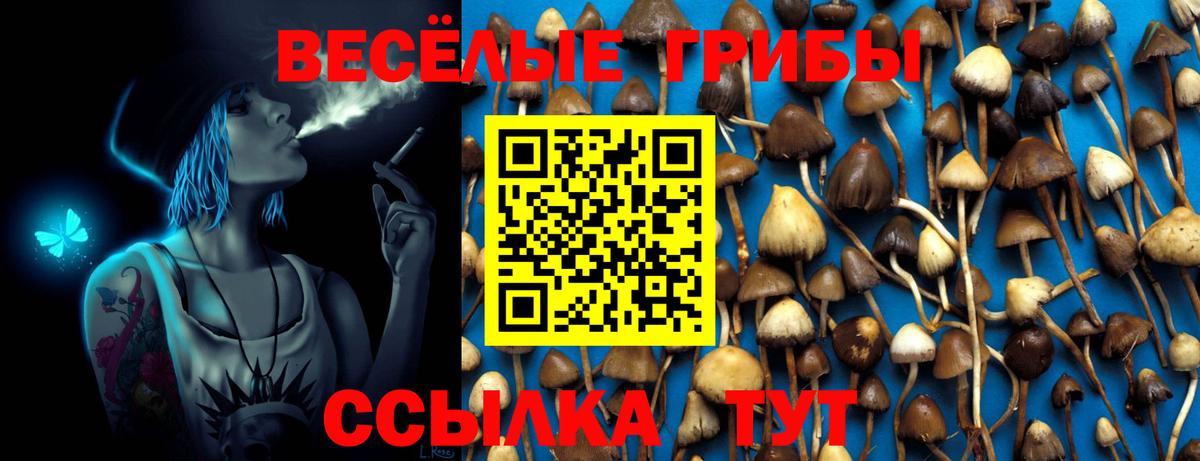 Галлюциногенные грибы Psilocybine cubensis Новороссийск